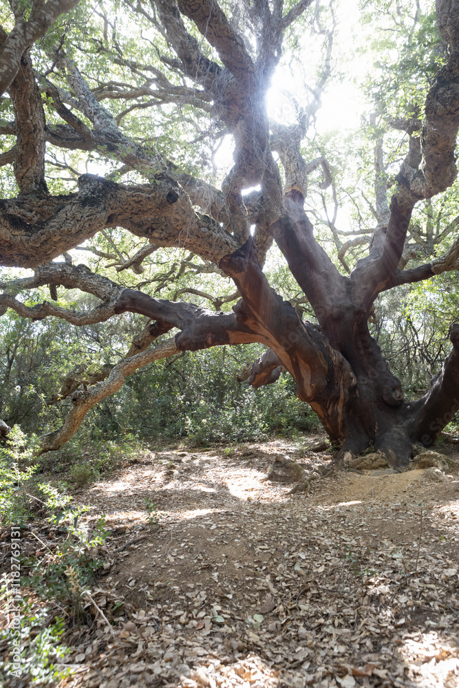 Sunlit Ancient Tree with Sprawling Branches Sunlit Ancient Tree with Sprawling Branches