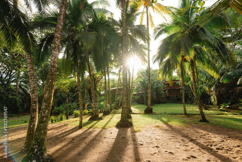 Palm trees in the patio of a house at dawn photo