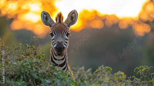 Sunset Zebra Portrait, African Savanna photo