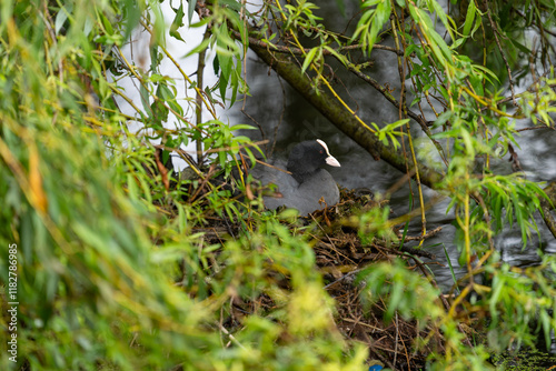 Coot on typical sticks and branches nest surrounded by green willow tree foliage on Roath Park Lake photo