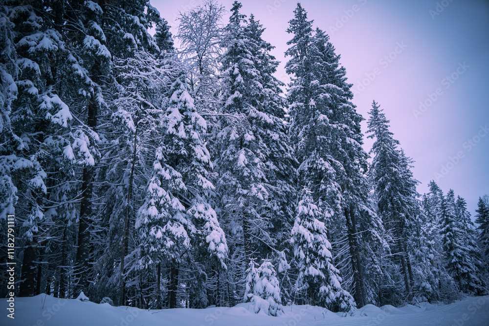 Obraz premium winter forest with snow