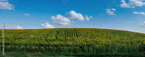 rows of sunflowers stretch to the horizon under fluffy white clouds in the sk...