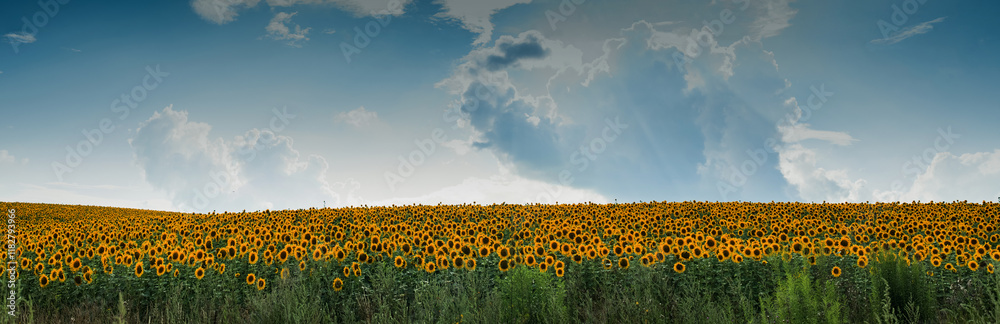 Obraz premium sunflowerfield under a dramatic sky with dynamic textured clouds.