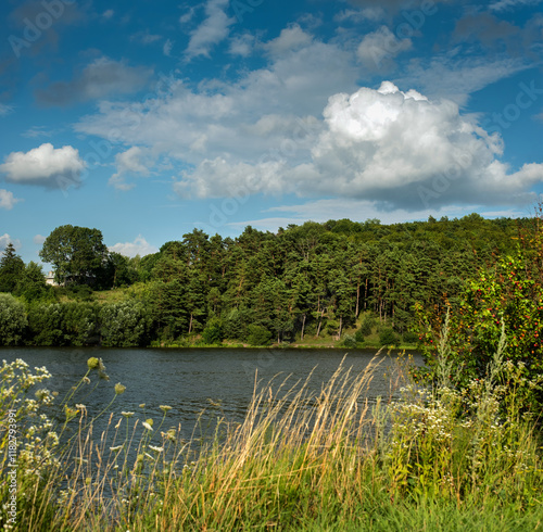 wild summer grasses on the shore, view of the pond and the opposite shore wit...