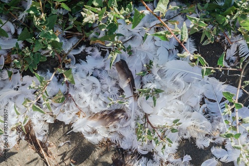 Many white Gannet  feathers litter the ground, amongst plants. Nature's debris. Muriwai Gannet Colony, Murawai, Auckland, New Zealand photo