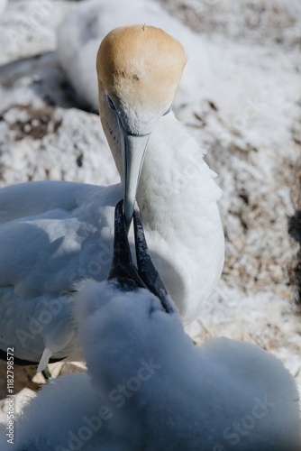 Close-up of two Gannets preening. Birds are likely nesting. Muriwai Gannet Colony, Murawai, Auckland, New Zealand photo