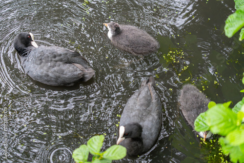 Coot adults and chicks covered with water droplets on Roath Park Lake photo