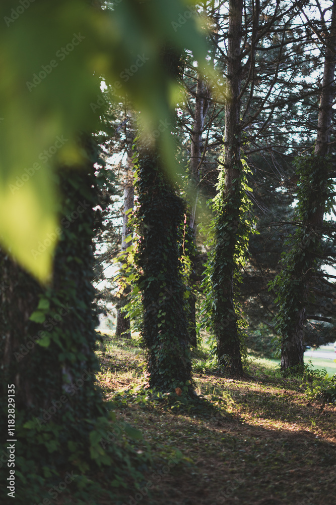 Obraz premium Sunlight and shadows between trees