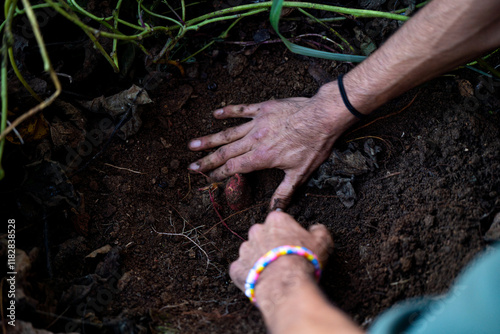 Hands digging for vegetable  photo