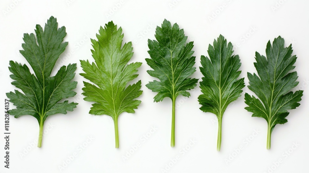 Fototapeta premium Flat-lay of palm kale leaves of varying sizes, their rich green textures standing out against a clean white background.