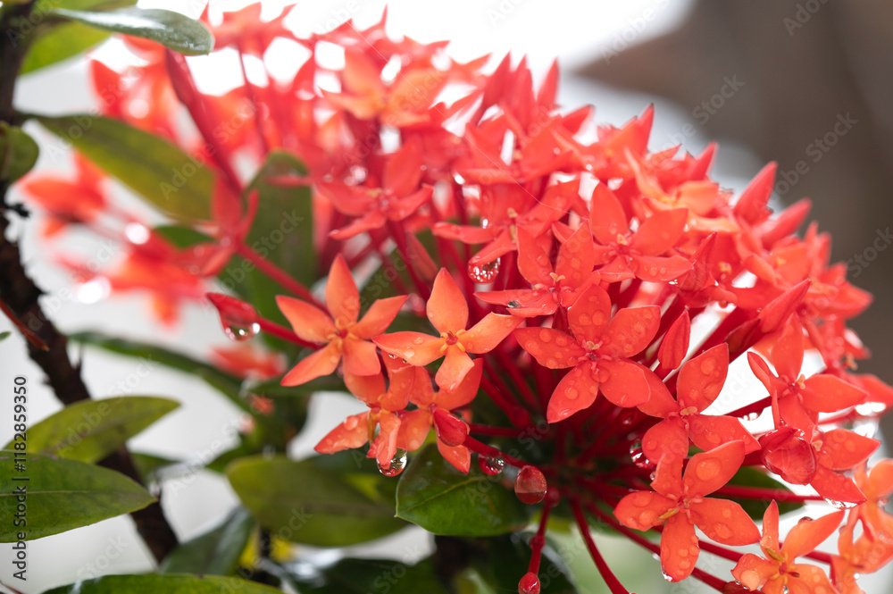 red ixora wet green leaves garden flower with water drops on a blurred garden background. Focus concept. Space for text. Floral nature red ixora wet green leaves garden flower with water drops on a blurred garden background. Focus concept. Space for text. Floral nature