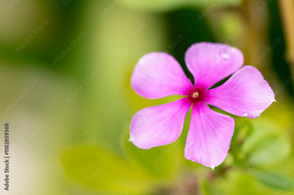 vegetation garden plants colorful flowers beauty and perfume botany nature image vegetation garden plants colorful flowers beauty and perfume botany nature image