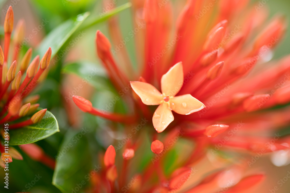 Fototapeta premium red ixora wet green leaves garden flower with water drops on a blurred garden background. Focus concept. Space for text. Floral nature