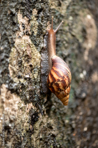 garden snails and slugs urban snails herbivorous animal Phylum Mollusca, from Latin molluscus mole, invertebrate molluscs photo