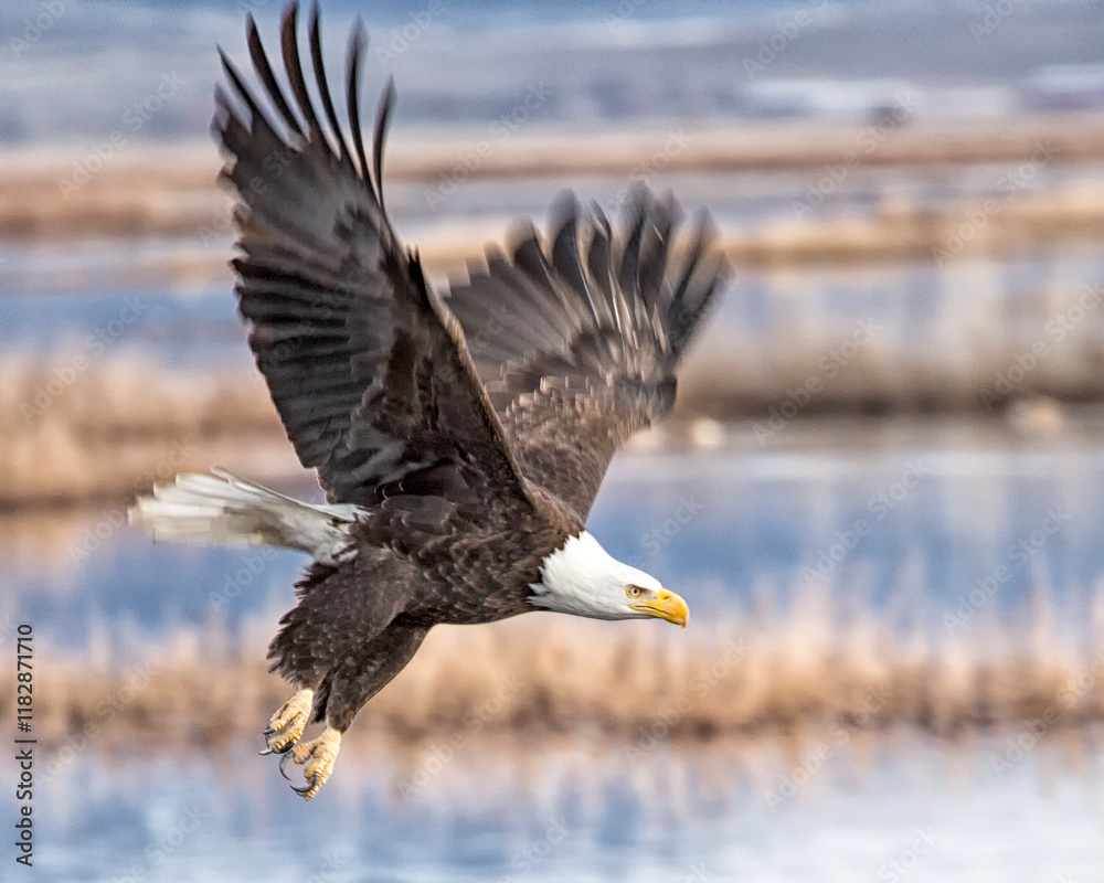Obraz premium american bald eagle