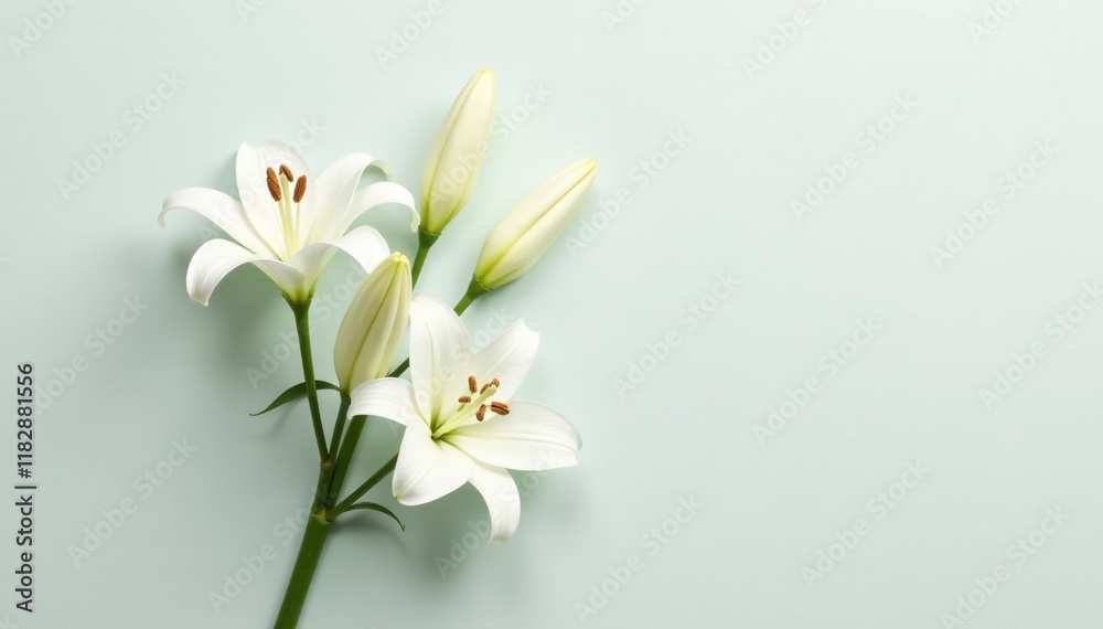 Delicate white lily blooms in a loose arrangement isolated on a plain background, simplicity, solitude Delicate white lily blooms in a loose arrangement isolated on a plain background, simplicity, solitude