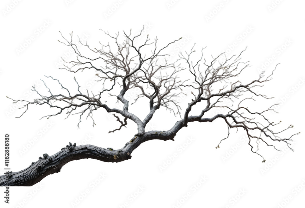 Branch of a dry old tree isolated on transparent background Branch of a dry old tree isolated on transparent background
