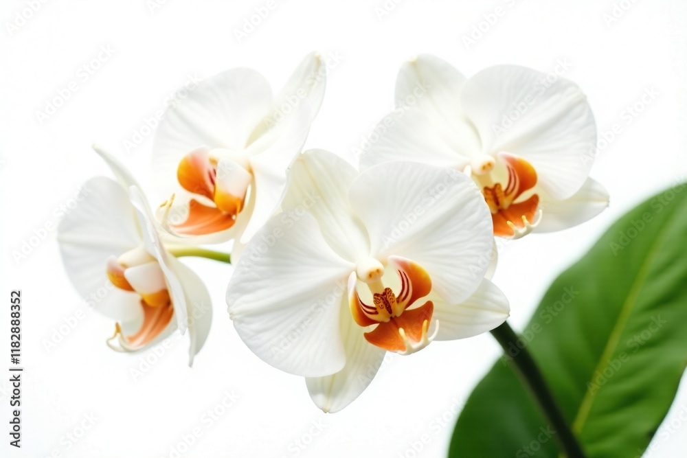 Fototapeta premium White and orange orchid isolated on a simple white background with soft focus effect, leafy greens, white