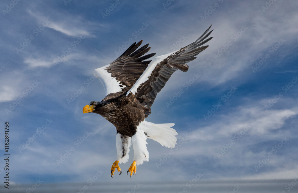 Obraz premium Japan, Hokkaido. Digital composite of sky and Stellar Sea Eagle
