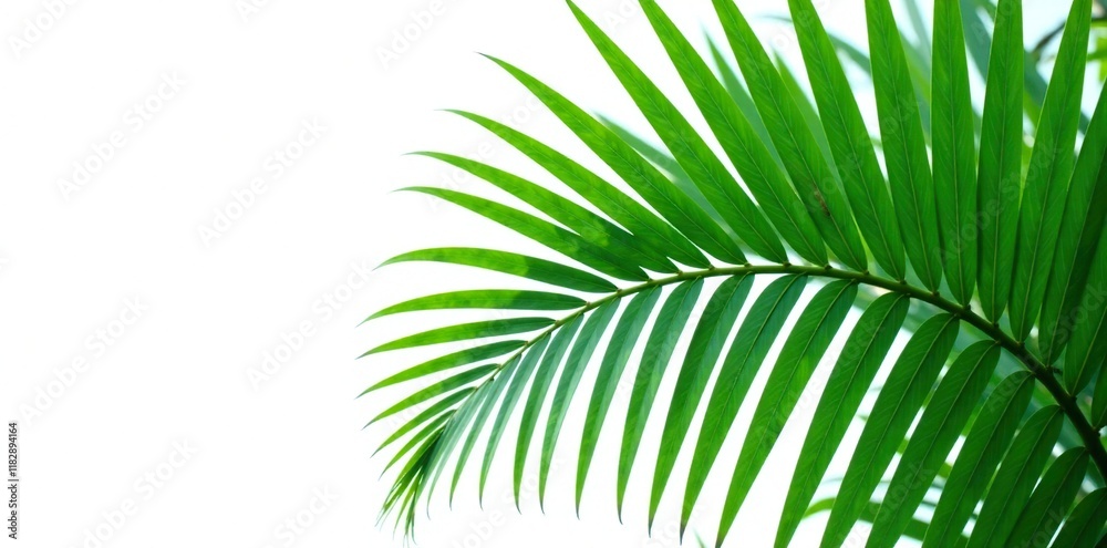 Fototapeta premium Large palm leaf with intricate veins isolated on white background, green, foliage