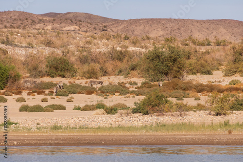 Wild burros in the desert by a lake