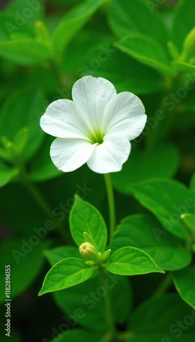 Single white petunia stem with delicate leaves against bright green foliage, flower, blossom, flora