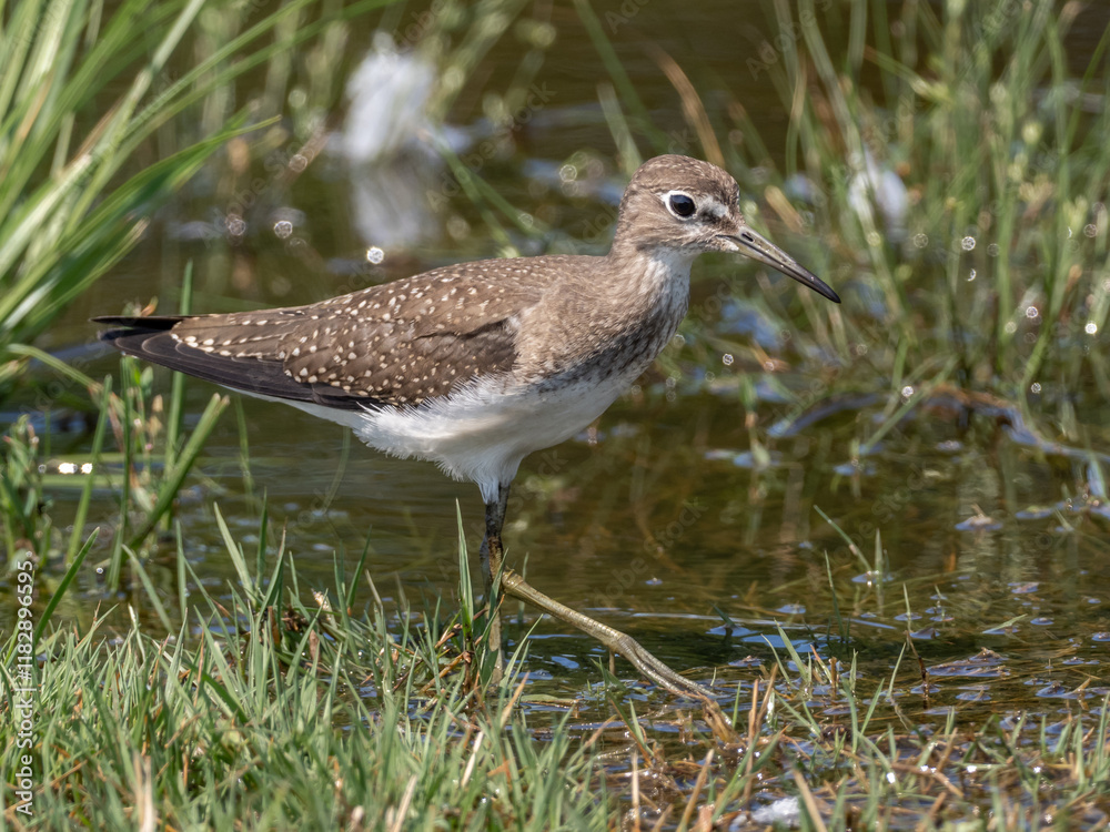 Close up of a Solitary Sandpiper feeding at the edge of a grassy pool Close up of a Solitary Sandpiper feeding at the edge of a grassy pool