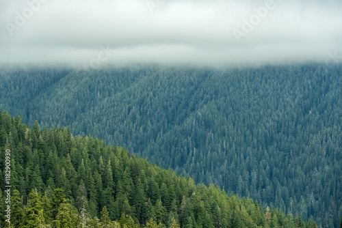 Three Layers Of Trees and Clouds Over Hoh Rainforest