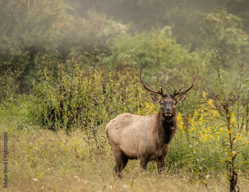 Two Year Old Elk Pauses In Tall Grass Two Year Old Elk Pauses In Tall Grass