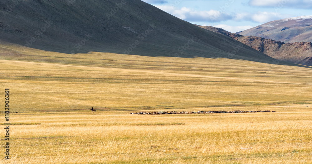 Obraz premium Asia, Mongolia, Bayan-Olgii Province. A man rides his horse leading his herd of goats on the grassland.