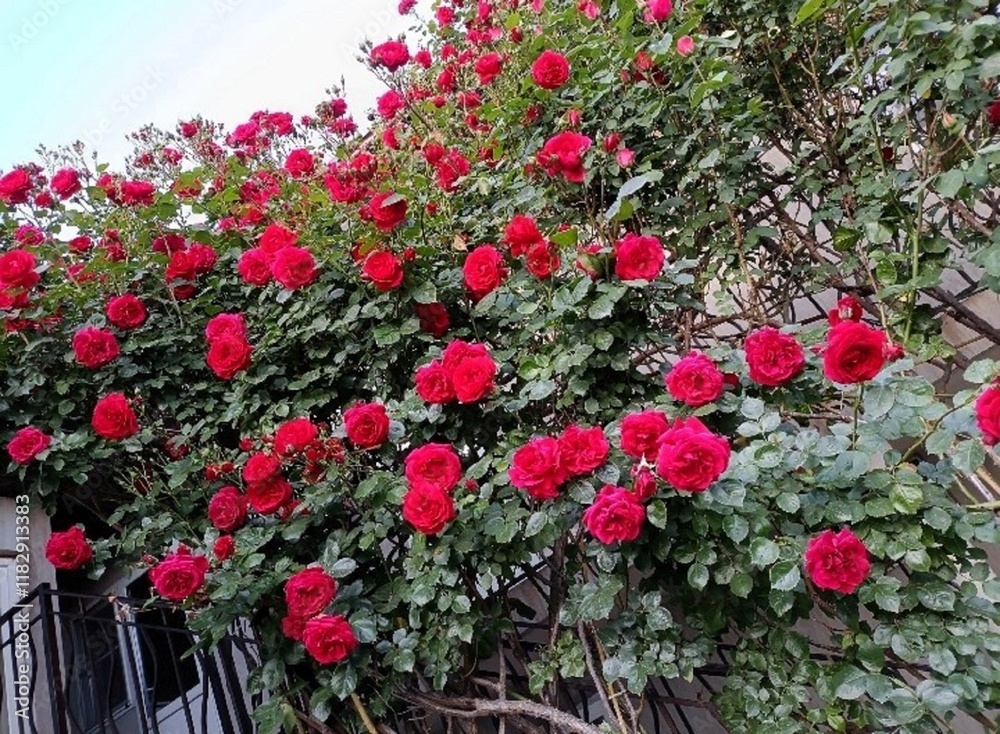 Naklejka premium flowers in the garden