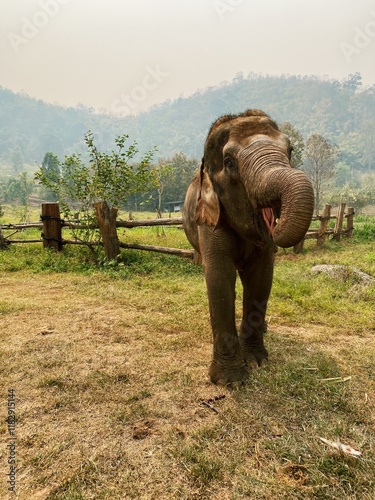 Canvas Print Asian Elephant in Northern Thailand