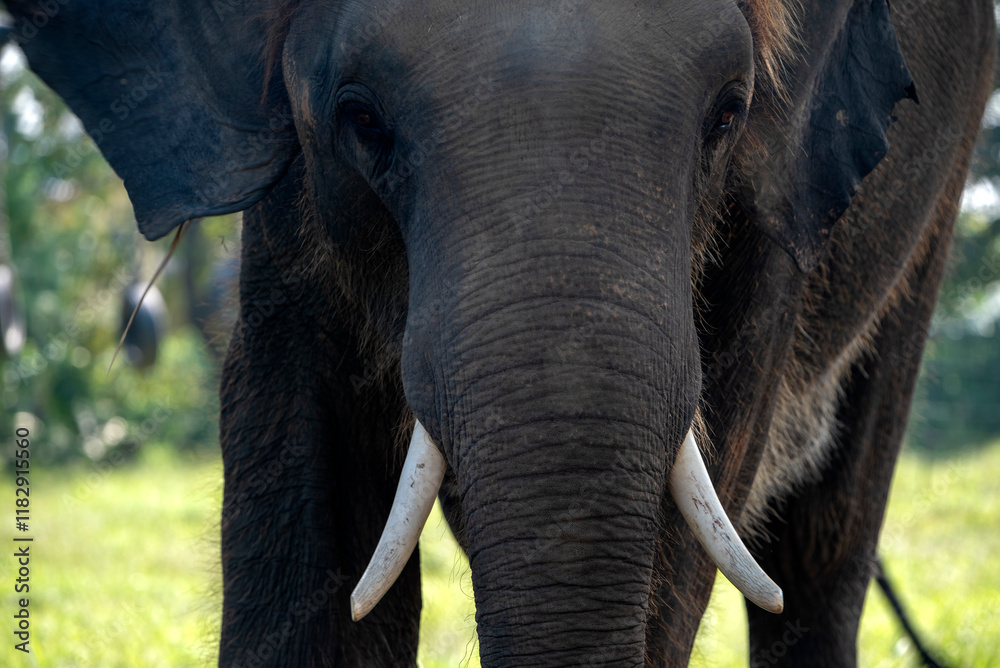 Fototapeta premium Nepal, Sauraha. Protected Asian elephant