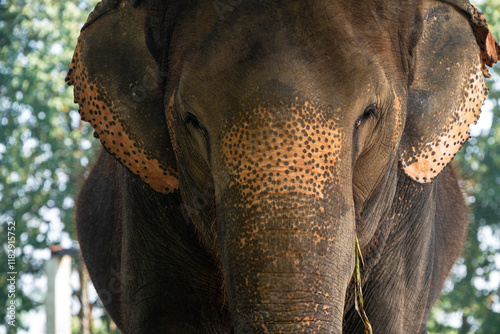 Nepal, close-up of Asian elephant photo