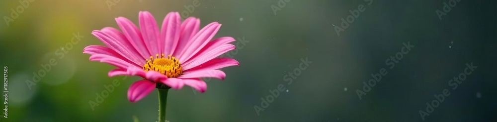 Pink daisy with a single water drop on its delicate stem, stem, flower Pink daisy with a single water drop on its delicate stem, stem, flower