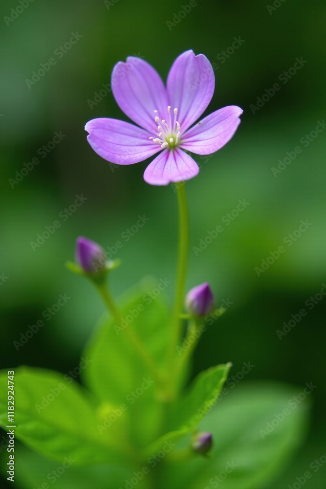 Delicate violet flower on a slender green stem in a garden, floral, greenery Delicate violet flower on a slender green stem in a garden, floral, greenery