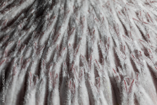 Close-up of fluffy pink and white textured fibers of a flower