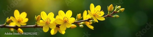 Yellow cochlospermum regium flowers on a branch, bloom, stems photo