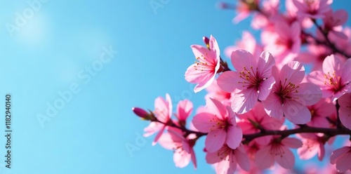 Soft pink petals of redbud tree against clear blue sky, , garden
