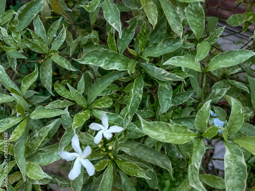 Close-up view of Tabernaemontana corymbosa variegata, Mondokaki, pinwheel flower, or karembosa variegata in the garden photo