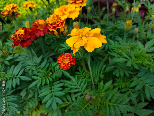 Close-up of Beautiful Flowers Tagetes patula, the French marigold, Cocok botol, or Tahi kotok in the garden photo