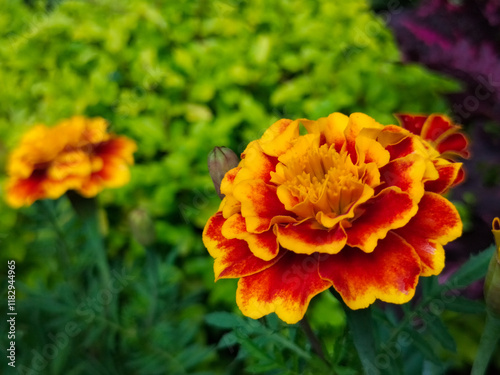 Close-up of Beautiful Flowers Tagetes patula, the French marigold, Cocok botol, or Tahi kotok in the garden photo