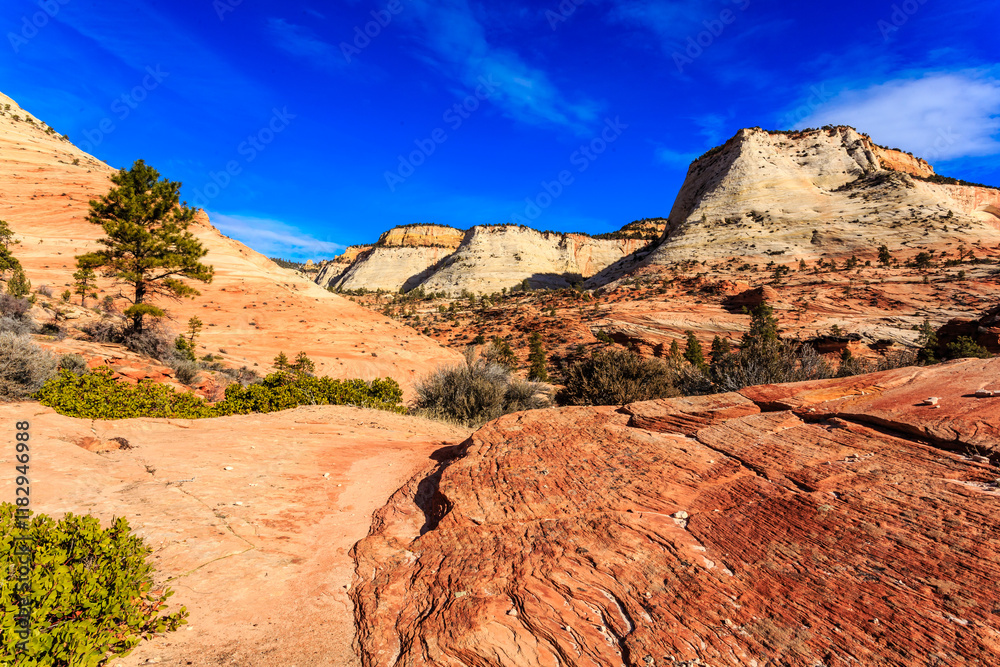 Fototapeta premium A rocky desert landscape with a lone tree in the foreground