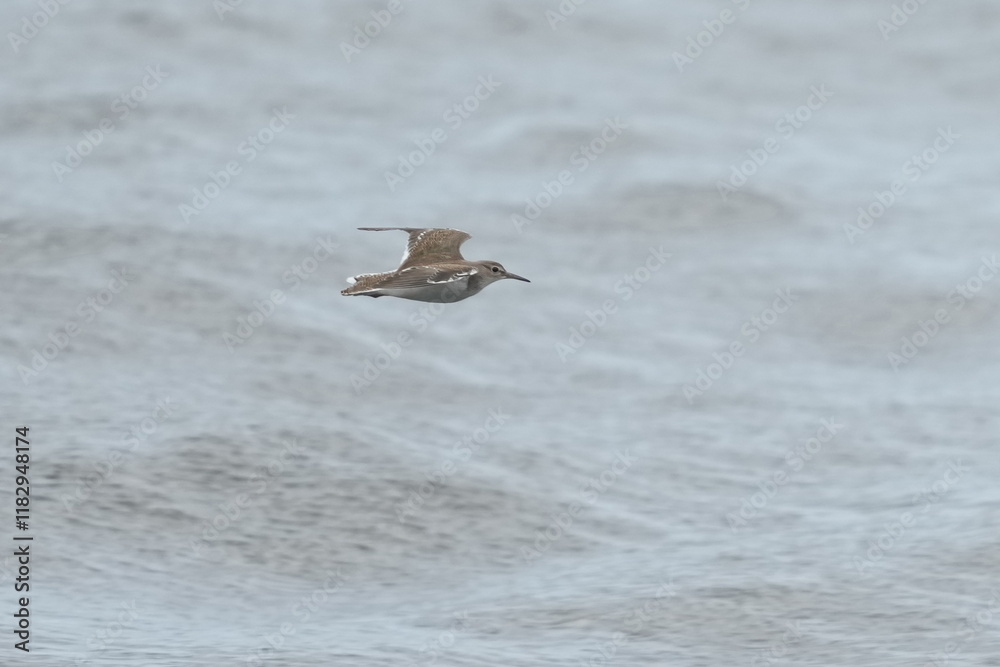 sand piper in a sea