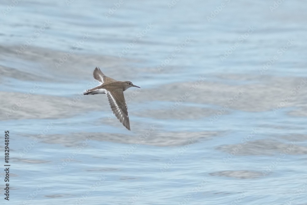 sand piper in a sea sand piper in a sea