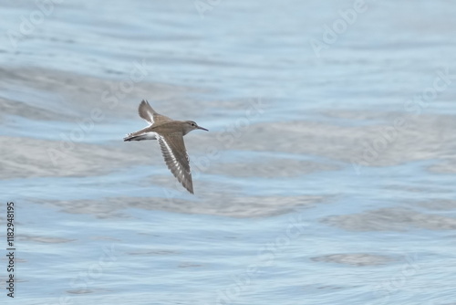 sand piper in a sea