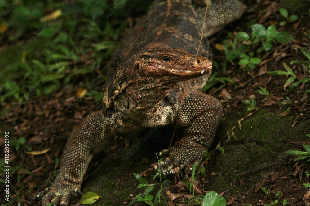 Fototapeta premium A salvator lizard was crawling on the ground while looking around
