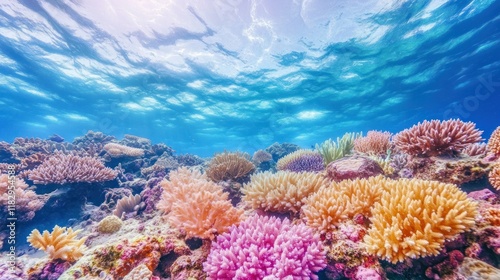 Vibrant Coral Reef Underwater Paradise