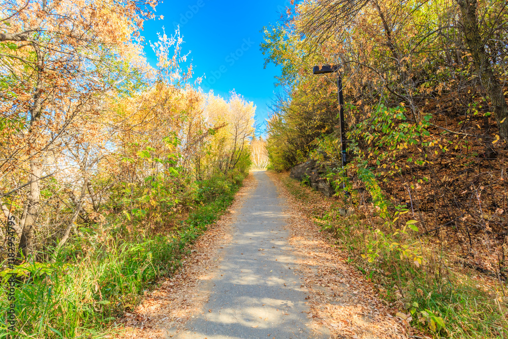 A path through a forest with trees that are shedding their leaves A path through a forest with trees that are shedding their leaves