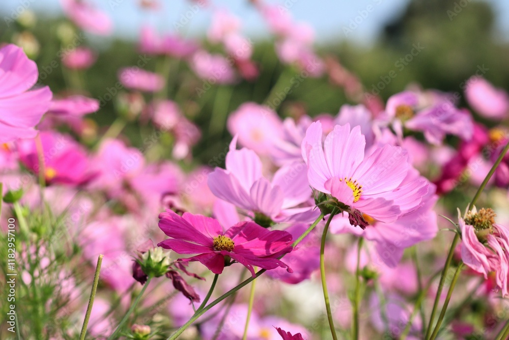 Pink cosmos flowers and leaves in the garden Pink cosmos flowers and leaves in the garden